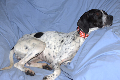 Aghati, Pointer - Hündin