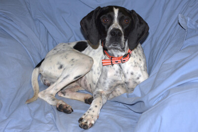 Aghati, Pointer - Hündin