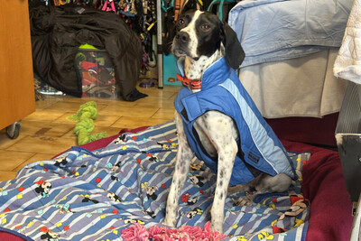 Aghati, Pointer - Hündin