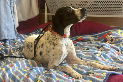 Aghati, Pointer - Hündin