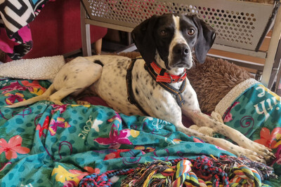 Aghati, Pointer - Hündin