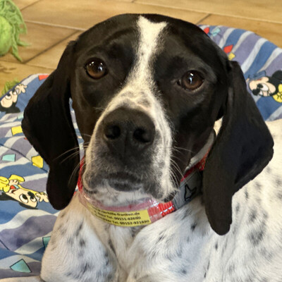 Aghati, Pointer - Hündin