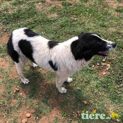 Agnes, Mischling - Hündin