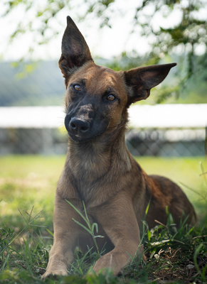 Agnes - R E S E R V I E R T !!!!! verspielt, neugierig, lebhaft, menschenbezogen, intelligent