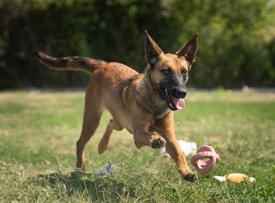 Agnes - R E S E R V I E R T !!!!! verspielt, neugierig, lebhaft, menschenbezogen, intelligent, Mischling (Video-Link vorhanden) - Hündin