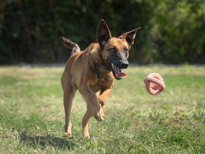 Agnes - R E S E R V I E R T !!!!! verspielt, neugierig, lebhaft, menschenbezogen, intelligent, Mischling (Video-Link vorhanden) - Hündin