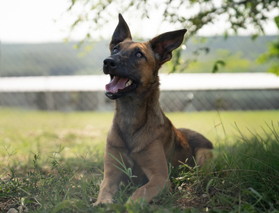 Agnes - R E S E R V I E R T !!!!! verspielt, neugierig, lebhaft, menschenbezogen, intelligent, Mischling (Video-Link vorhanden) - Hündin