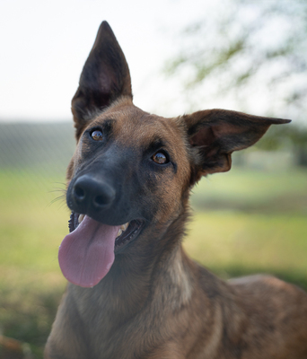 Agnes - verspielt, neugierig, lebhaft, menschenbezogen, intelligent, Mischling (Video-Link vorhanden) - Hündin