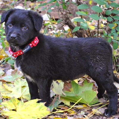 😊Agnes zauberhafte Mixwelpin sucht ein warmes Körbchen bei lieben Menschen ❤️, Mischlingswelpe - Hündin