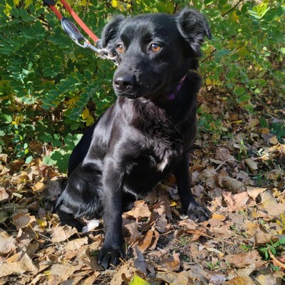 🌺Agora hat ein freundliches, ruhiges und liebes Wesen. Sie sucht ständig die Nähe von Menschen und folgt ihnen wie ein Schatten 💥, Mischling - Hündin