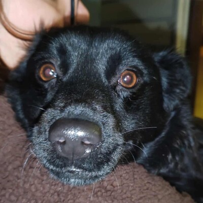 🌺Agora hat ein freundliches, ruhiges und liebes Wesen. Sie sucht ständig die Nähe von Menschen und folgt ihnen wie ein Schatten 💥, Mischling - Hündin