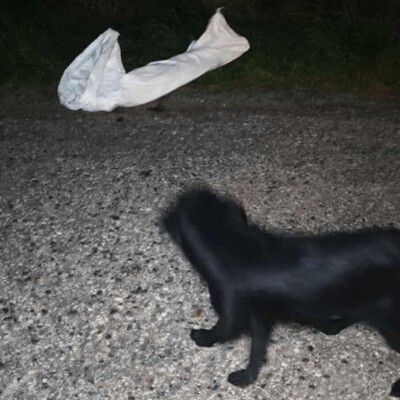 🌺Agora hat ein freundliches, ruhiges und liebes Wesen. Sie sucht ständig die Nähe von Menschen und folgt ihnen wie ein Schatten 💥, Mischling - Hündin