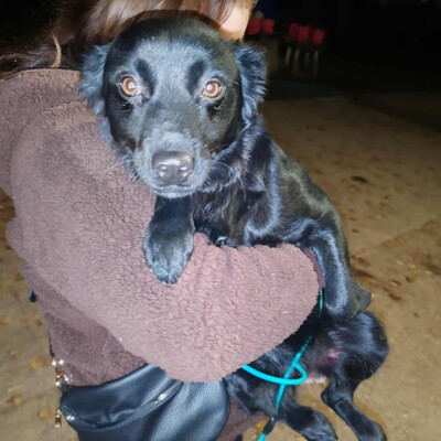 🌺Agora hat ein freundliches, ruhiges und liebes Wesen. Sie sucht ständig die Nähe von Menschen und folgt ihnen wie ein Schatten 💥, Mischling - Hündin