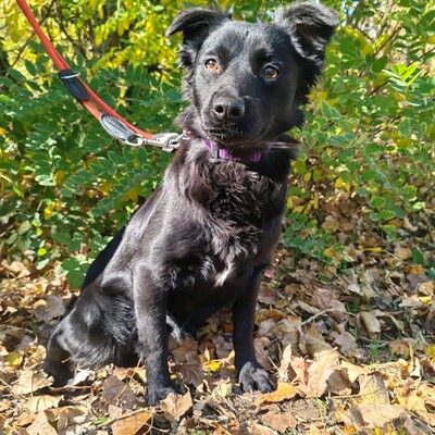 🌺Agora hat ein freundliches, ruhiges und liebes Wesen. Sie sucht ständig die Nähe von Menschen und folgt ihnen wie ein Schatten 💥