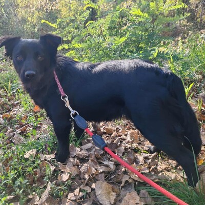 🌺Agora hat ein freundliches, ruhiges und liebes Wesen. Sie sucht ständig die Nähe von Menschen und folgt ihnen wie ein Schatten 💥, Mischlingsjunghündin - Hündin