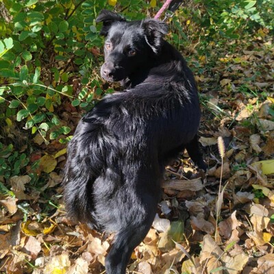 🌺Agora hat ein freundliches, ruhiges und liebes Wesen. Sie sucht ständig die Nähe von Menschen und folgt ihnen wie ein Schatten 💥, Mischlingsjunghündin - Hündin