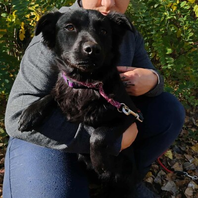 🌺Agora hat ein freundliches, ruhiges und liebes Wesen. Sie sucht ständig die Nähe von Menschen und folgt ihnen wie ein Schatten 💥, Mischlingsjunghündin - Hündin