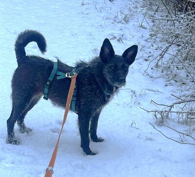 Aida, Mischling - Hündin