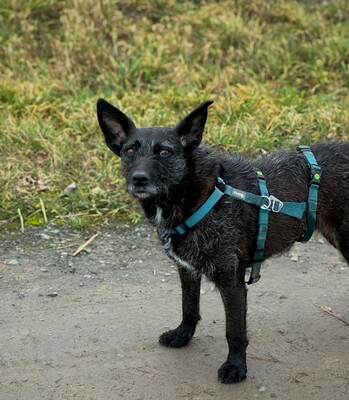 Aida, Mischling - Hündin