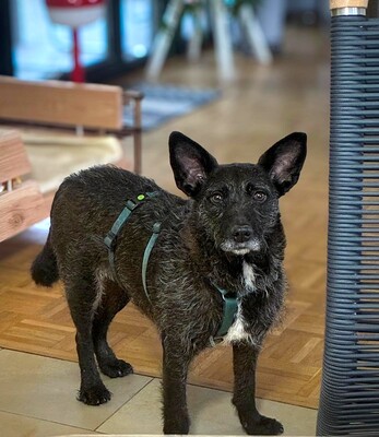 Aida, Mischling - Hündin