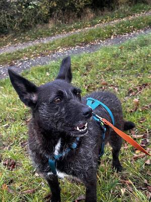 Aida, Mischling - Hündin