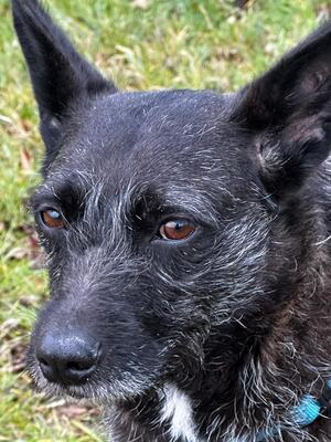 Aida, Mischling - Hündin