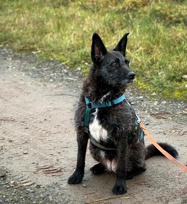 Aida, Mischling - Hündin