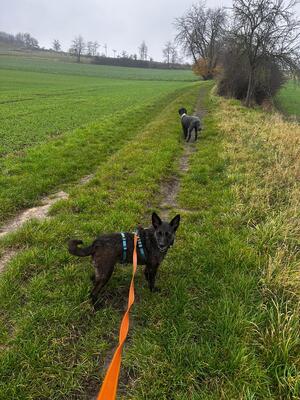 Aida, Mischling - Hündin