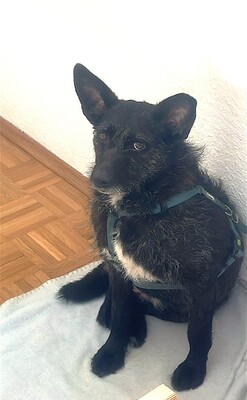 Aida, Mischling - Hündin