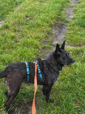 Aida, Mischling - Hündin