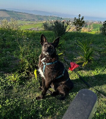 Aida, Mischling - Hündin