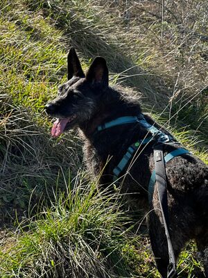 Aida, Mischling - Hündin