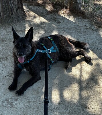 Aida, Mischling - Hündin