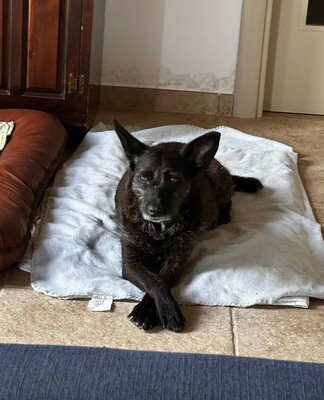 Aida, Mischling - Hündin