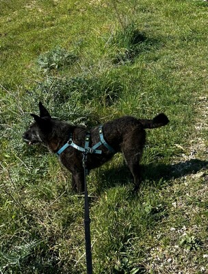 Aida, Mischling - Hündin