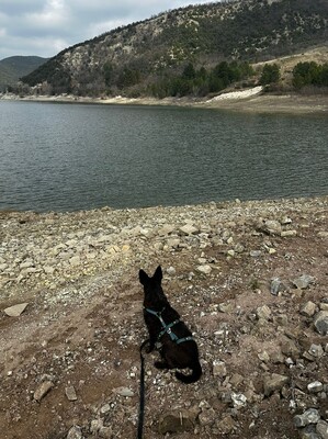 Aida, Mischling - Hündin