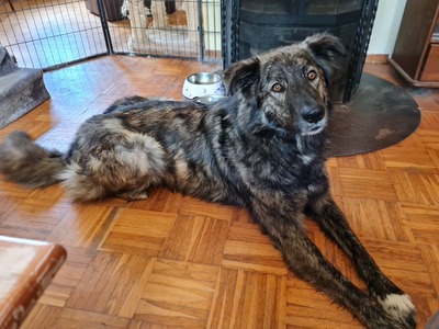 Aika - Sensible Hundedame, ca. 3 Jahre/65cm/32kg, Mischling - Hündin