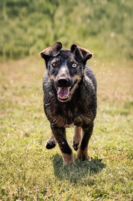 Aika - menschenbezogen, zutraulich, verschmust, lebhaft, bewegungsfreudig, verspielt