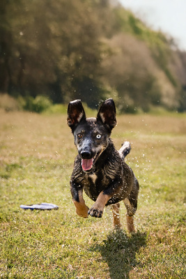 Aika - menschenbezogen, zutraulich, verschmust, lebhaft, bewegungsfreudig, verspielt, Dackel Mischling (Video-Link vorhanden) - Hündin