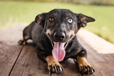 Aika - menschenbezogen, zutraulich, verschmust, lebhaft, bewegungsfreudig, verspielt, Mischling (Video-Link vorhanden) - Hündin