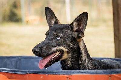 Aika - menschenbezogen, zutraulich, verschmust, lebhaft, bewegungsfreudig, verspielt, Mischling (Video-Link vorhanden) - Hündin