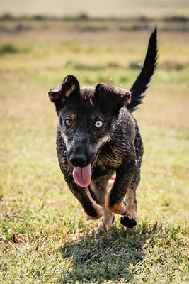 Aika - menschenbezogen, zutraulich, verschmust, lebhaft, bewegungsfreudig, verspielt, Mischling (Video-Link vorhanden) - Hündin