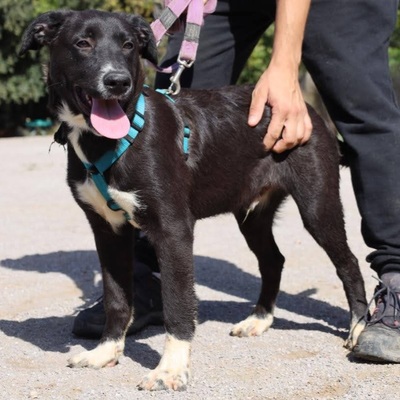 Aiko, Labbi-Bordercollie Welpen - Rüde