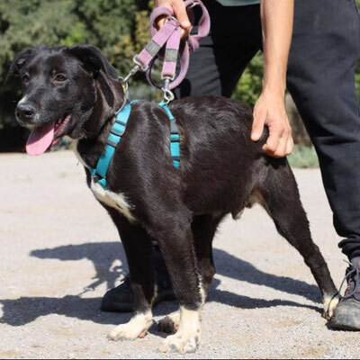 Aiko, Labbi-Bordercollie Welpen - Rüde