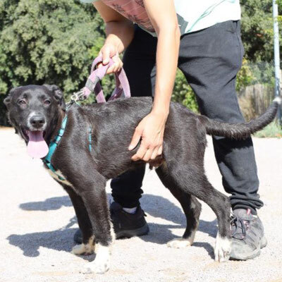 Aiko, Labbi-Bordercollie Welpen - Rüde