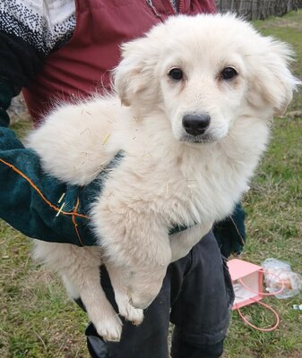 Ailo, Mix Welpen - Rüde