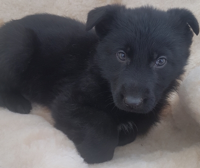 Aimy, Bordercollie/Mix Welpen - Hündin