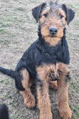 Airedale-Terrier - Hündin