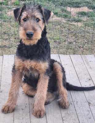 Airedale-Terrier - Hündin