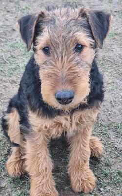 Airedale-Terrier - Hündin